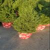 Christmas Tree Live Potted Pine Shaped Trees Indoor or Outdoor (2 Gallon Aromatic Rosemary-Christmas Tree-Shape) 2-3 Feet Tall view 2