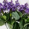 20" Purple Lilac Bush view 3