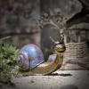 Brass Creative Cute Snail Figurines,Copper Giant Snail Statue Sculpture Crafts Collection Desktop Ornament Home Sand Flower Pot Vase Fish Tank Garden Decor Accessories Study Paperweight view 4