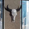 Alvinlite Resin Wall Sculptures Longhorn Wall Decor White Hanging Longhor Skull Head for Western Room Decor view 4