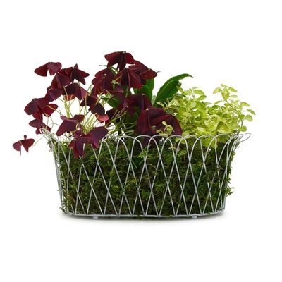 Two's Company French Wireworks Alfabia Double Planter Basket w/Antique White Finish