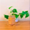 Iced Coffee Glass Cup with Bamboo Lid and Straw | 16oz Beer Can Glass | beer glass Cup | Can Shaped Glass Soda Can Cup | Small red heart shape Glass Cup, Beer Glass Can, Glass Coffee Cup view 1