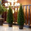 3.5ft Artificial Cedar Topiary Tree Potted Plants with UV Resistant Leaves for Home and Office Decoration-2 Piece Set view 2