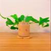 Iced Coffee Glass Cup with Bamboo Lid and Straw | 16oz Beer Can Glass | beer glass Cup | Can Shaped Glass Soda Can Cup | leaf Glass Cup, Beer Glass Can, Glass Coffee Cup view 1