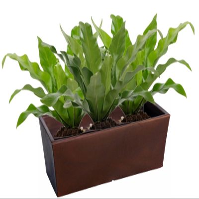 Kloris Fioriera, Polyethylene, One Size