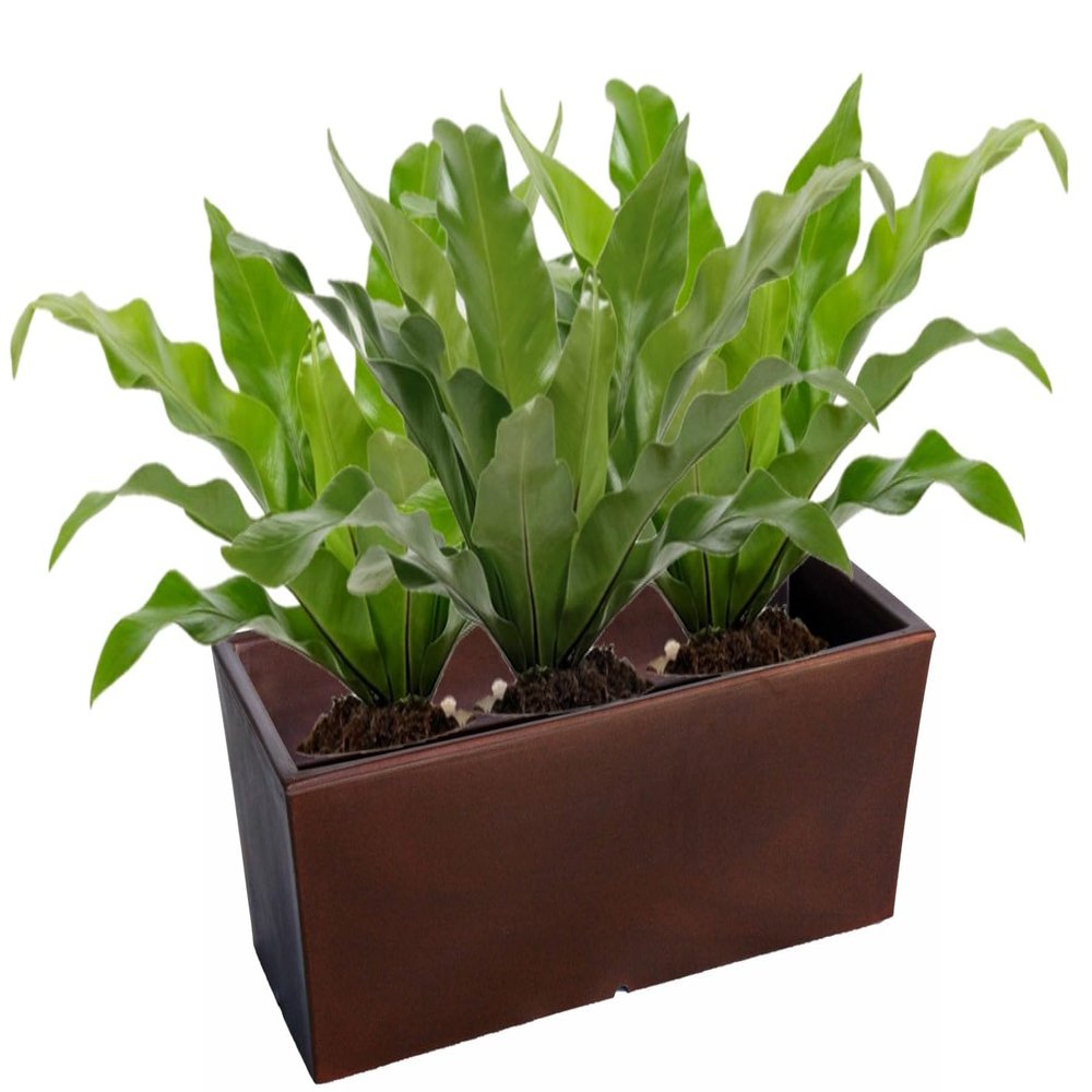 Kloris Fioriera, Polyethylene, One Size