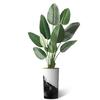 Artificial Tree in Contemporary Planter, Fake Bird of Paradise Silk Tree for Indoor and Outdoor Home Decoration - 67" Overall Tall (Plant Pot Plus Tree) view 2