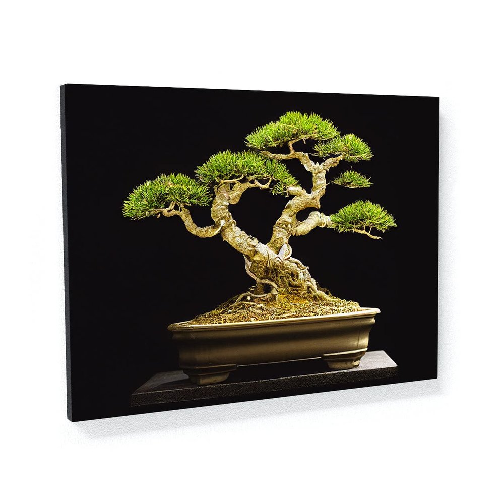 Sense Canvas Bonsai Tree 34 Canvas Art - Home Decor Wall Art Print Poster Painting Small 16x12 / 0.75"