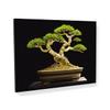 Sense Canvas Bonsai Tree 34 Canvas Art - Home Decor Wall Art Print Poster Painting Small 16x12 / 0.75" view 1
