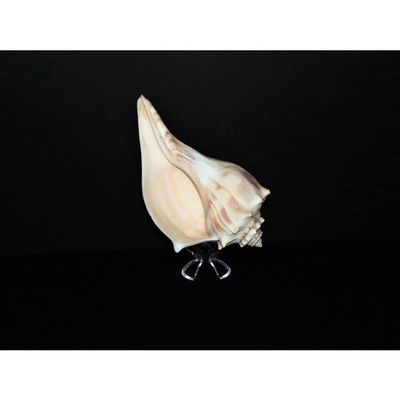1 Pcs Atlantic Whelk 6 to 7" Sea Shell, Beach Decor Tropical