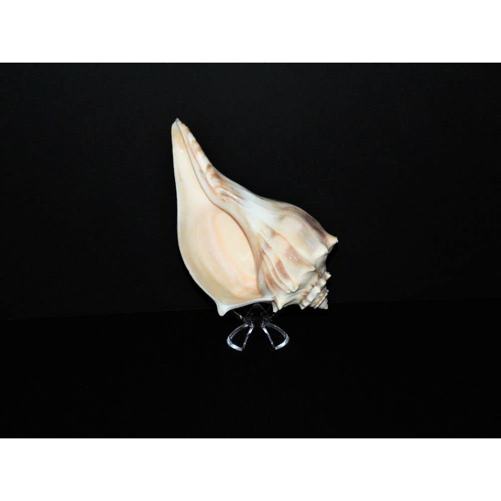 1 Pcs Atlantic Whelk 6 to 7" Sea Shell, Beach Decor Tropical