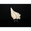 1 Pcs Atlantic Whelk 6 to 7" Sea Shell, Beach Decor Tropical view 1