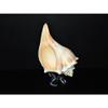 1 Pcs Atlantic Whelk 6 to 7" Sea Shell, Beach Decor Tropical view 2