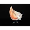 1 Pcs Atlantic Whelk 6 to 7" Sea Shell, Beach Decor Tropical view 3