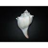 1 Pcs Atlantic Whelk 6 to 7" Sea Shell, Beach Decor Tropical view 4