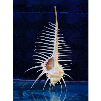 4 to 5" Murex Pecten Venus Comb Indian Ocean Sea Shell Beach Decor Craft