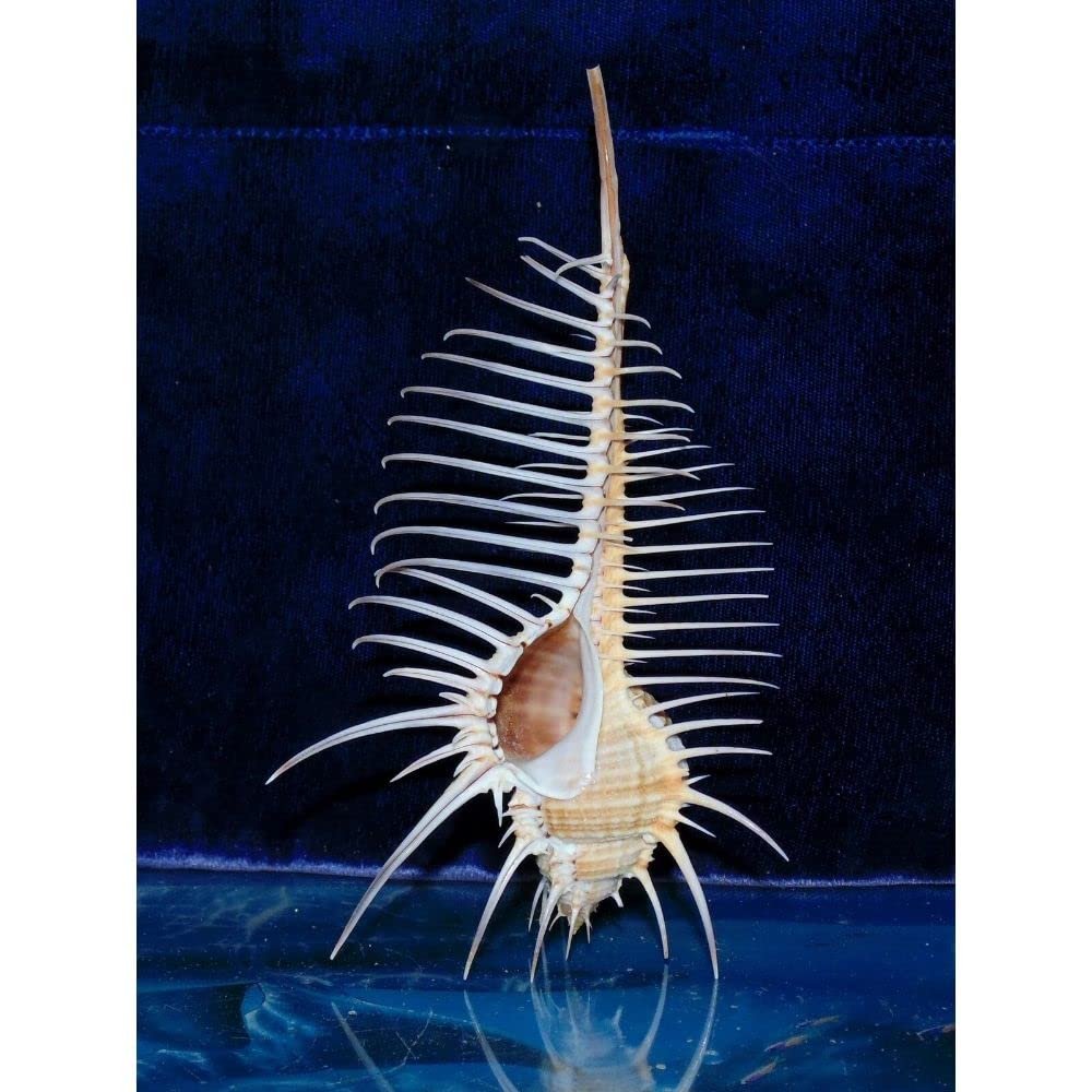 4 to 5" Murex Pecten Venus Comb Indian Ocean Sea Shell Beach Decor Craft