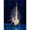 4 to 5" Murex Pecten Venus Comb Indian Ocean Sea Shell Beach Decor Craft view 1