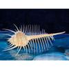 4 to 5" Murex Pecten Venus Comb Indian Ocean Sea Shell Beach Decor Craft view 2