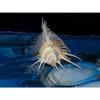 4 to 5" Murex Pecten Venus Comb Indian Ocean Sea Shell Beach Decor Craft view 3