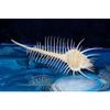 4 to 5" Murex Pecten Venus Comb Indian Ocean Sea Shell Beach Decor Craft view 4