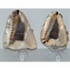 5" to 6" King Helmet Cassis Tuberosa Sea Shell Beach Decor Coral Reef view 1