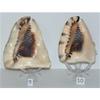5" to 6" King Helmet Cassis Tuberosa Sea Shell Beach Decor Coral Reef view 3