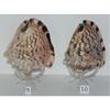 5" to 6" King Helmet Cassis Tuberosa Sea Shell Beach Decor Coral Reef view 4