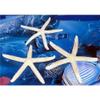 Three (3) 3" to 4" White Philippine Starfish Sea Shell Beach Decor Tropical view 1