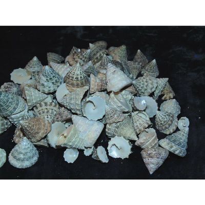1/2 Pound Pyramid Shells Enchinellopsis Grandinatus Sea Shells Beach Craft