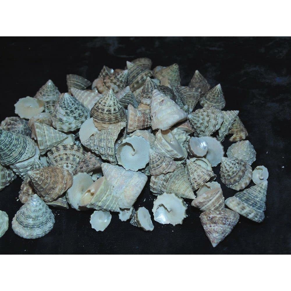 1/2 Pound Pyramid Shells Enchinellopsis Grandinatus Sea Shells Beach Craft