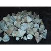 1/2 Pound Pyramid Shells Enchinellopsis Grandinatus Sea Shells Beach Craft view 1