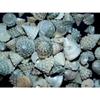 1/2 Pound Pyramid Shells Enchinellopsis Grandinatus Sea Shells Beach Craft view 2