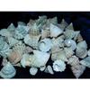 1/2 Pound Pyramid Shells Enchinellopsis Grandinatus Sea Shells Beach Craft view 3