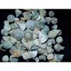 1/2 Pound Pyramid Shells Enchinellopsis Grandinatus Sea Shells Beach Craft view 4