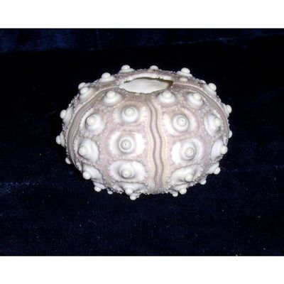 2-1/2" to 3" Knobby Sputnik Sea Urchin Sea Shell