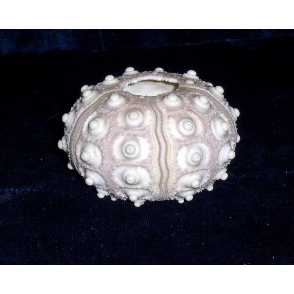 2-1/2" to 3" Knobby Sputnik Sea Urchin Sea Shell