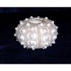 2-1/2" to 3" Knobby Sputnik Sea Urchin Sea Shell view 1