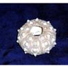 2-1/2" to 3" Knobby Sputnik Sea Urchin Sea Shell view 2