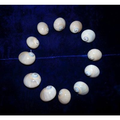 Twelve (12) Natica Lineata Whale Eye Sea Shells 3/4 to 1" Decor Craft