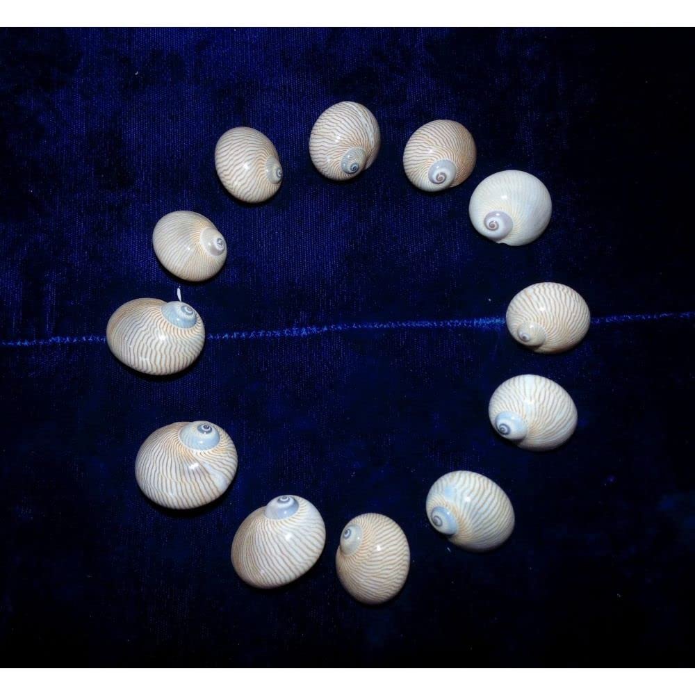 Twelve (12) Natica Lineata Whale Eye Sea Shells 3/4 to 1" Decor Craft