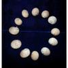 Twelve (12) Natica Lineata Whale Eye Sea Shells 3/4 to 1" Decor Craft view 2