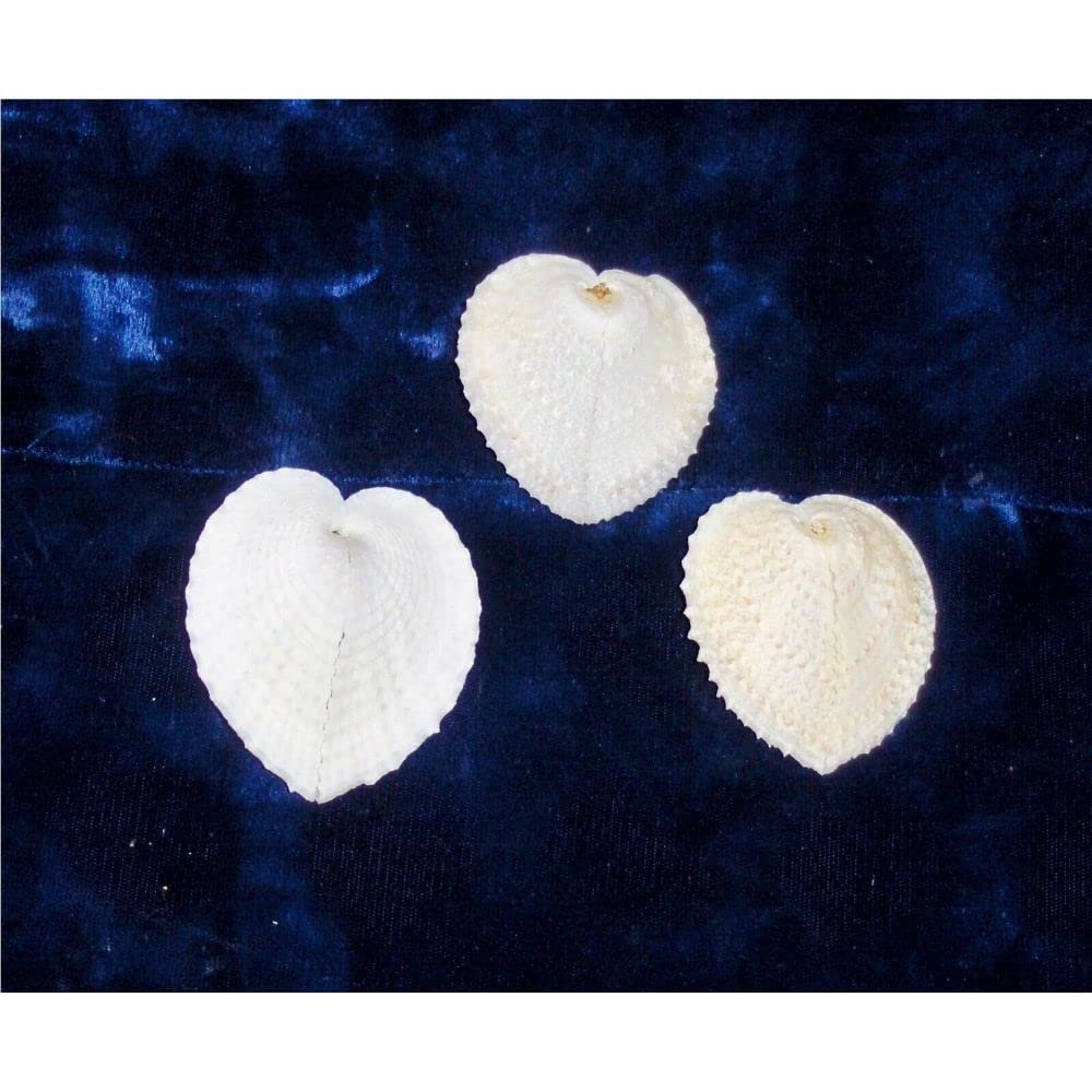 3 Pcs Heart Cockle Cardium Cardissa Sea Shells Decor Nautical Beach Craft
