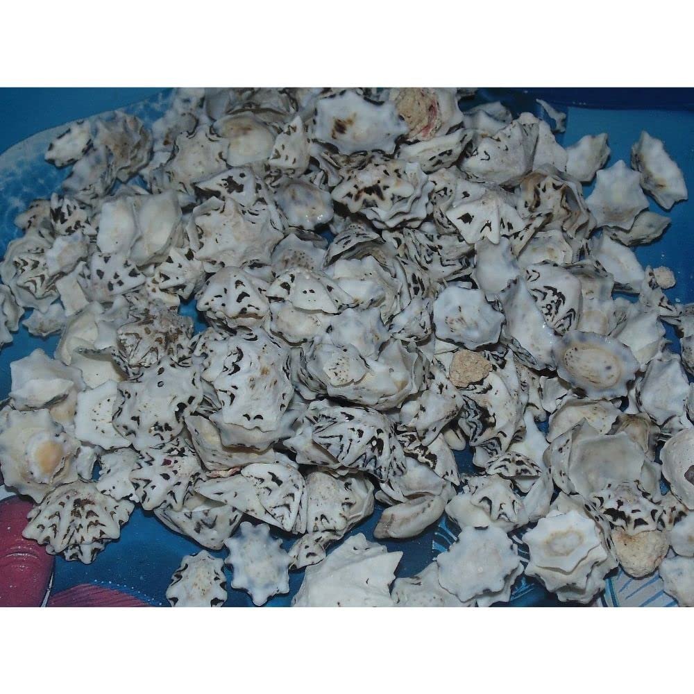 1/2 Pound of Star Limpet Sea Shells, Beach Decor Craft Tropical Nautical