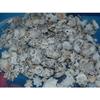 1/2 Pound of Star Limpet Sea Shells, Beach Decor Craft Tropical Nautical view 1