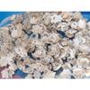 1/2 Pound of Star Limpet Sea Shells, Beach Decor Craft Tropical Nautical view 2