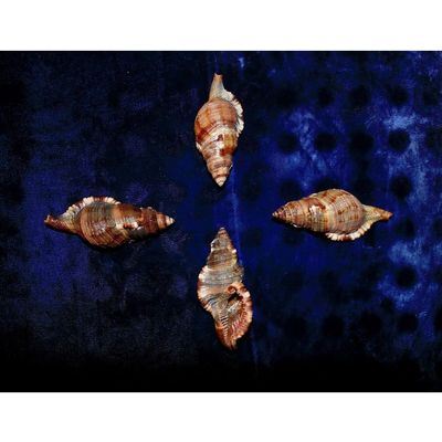 Four (4) 3 to 4" Hairy Triton Cymatium Pileare Sea Shells Decor Craft