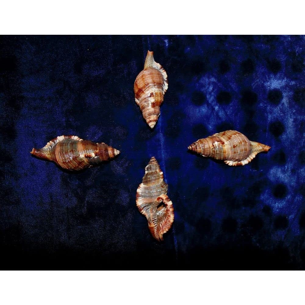 Four (4) 3 to 4" Hairy Triton Cymatium Pileare Sea Shells Decor Craft