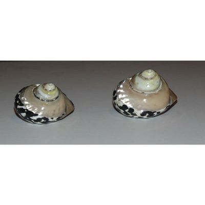 Two (2) Polished Magpie Turbo W/ Pearl Top Half, Sea Shells Beach Craft Aquarium