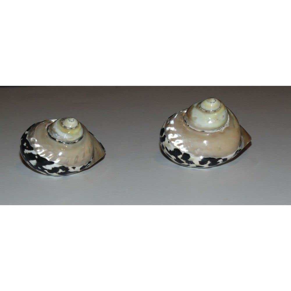 Two (2) Polished Magpie Turbo W/ Pearl Top Half, Sea Shells Beach Craft Aquarium